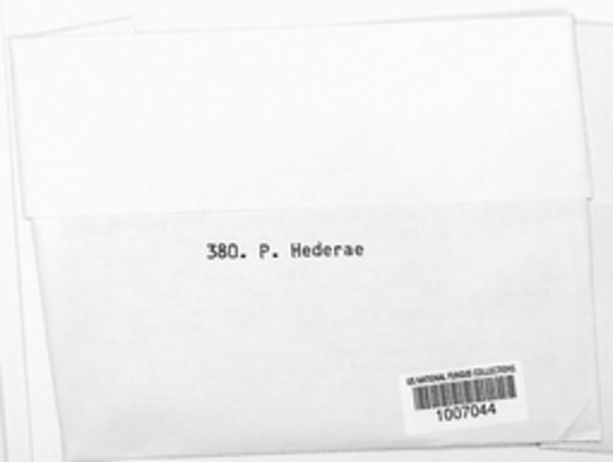 Hypoderma hederae image